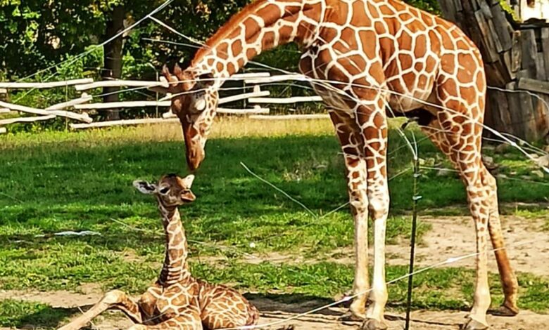 żyrafy, śląskie zoo, Śląski Ogród Zoologiczny
