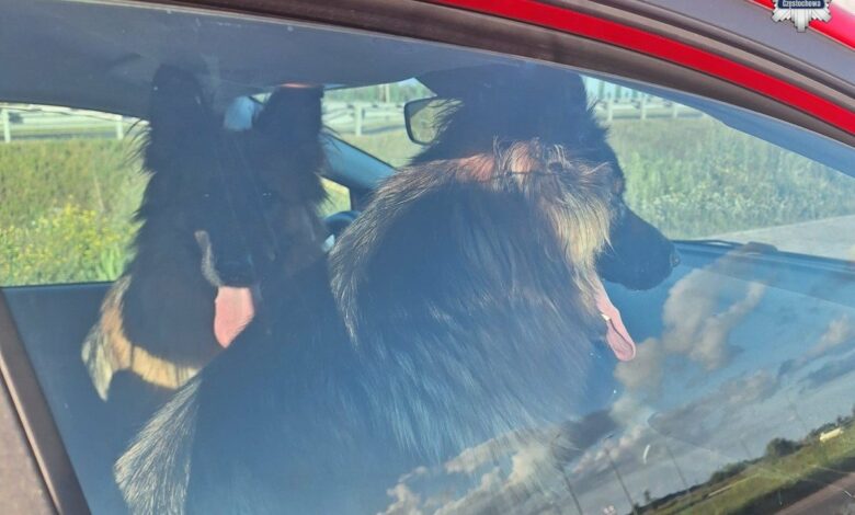 Psy na autostradzie